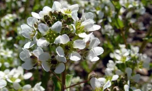 koxliaria