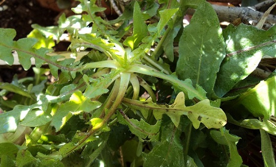 radikia