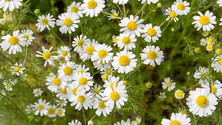 chamomile